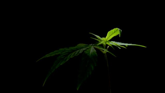 weed marjuana plant growing close up - little plant in a house balcony outdoor.