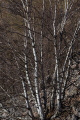 Detail of the trunks and branches of a birch. Betula.