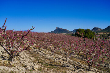 Peach blossom in Cieza, Soto de la Zarzuela in the Murcia region in Spain