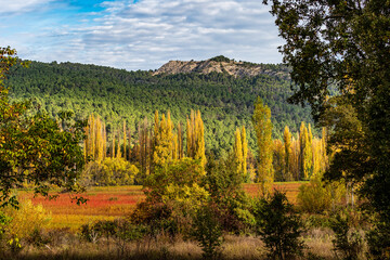 Autumnal Wicker grown in the Natural Park of the Serrania de Cuenca. Canamares, Spain