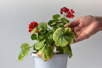 Woman hand holding yellow leaf of blooming geranium damaged because of hotness and drought