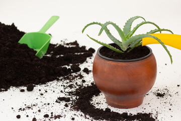 Yellow spout of watering can pouring Aloe vera plant in brown clay pot on the white background