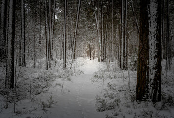 Naklejka premium View of a snowy forest. Pine forest in winter.