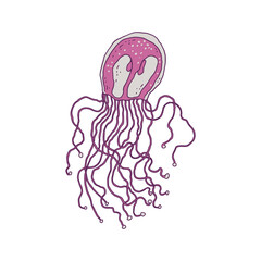 Jellyfish. Vector wild ocean animal underwater life doodle line isolated illustration.
