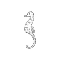 Seahorse. Vector wild ocean animal underwater life doodle black white line isolated illustration.