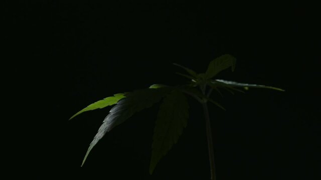 weed marjuana plant growing close up - little plant in a house balcony outdoor.