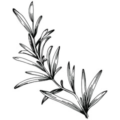 Rosemary branches and leaves isolated Vector hand drawn Sketch. Food illustration. Vintage style. The best for design logo, menu, label, icon, stamp.