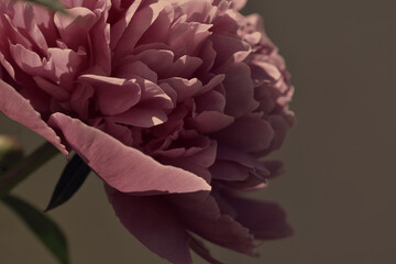 big red peony in vintage painting style
