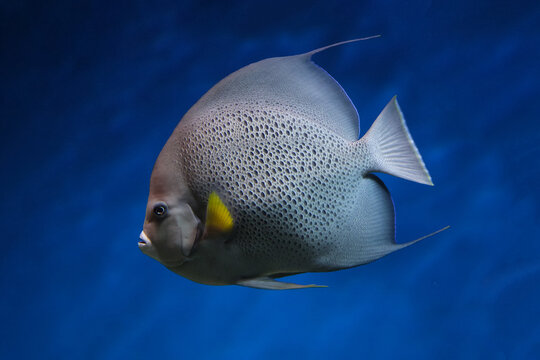 French angelfish (Pomacanthus paru). Fish under water. Blur.