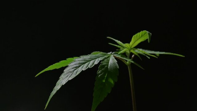 weed marjuana plant growing close up - little plant in a house balcony outdoor.