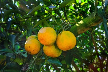 A closeup picture of ripe tangerine fruits hanging from the tree in a orange orchard, ready to be...