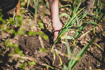 Woman working on a garlic farm, gardening