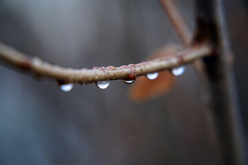 Water drops on a thin branch. Selective focus