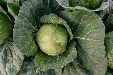Obraz premium young cabbage grows in the farmer field