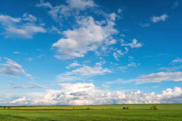 green field of winter wheat, blue sky and clouds