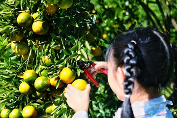 A female gardener is holding a cutting ripe orange or tangerine from its tree using garden shears....