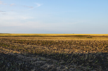 The soil is cultivated with a disc harrow at sunset. The cultivated land is prepared for sowing