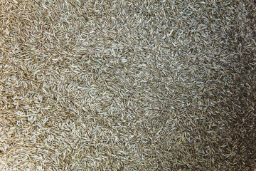 Lawn seed background