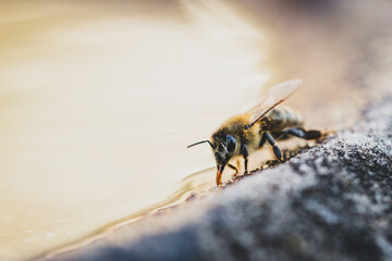 Thirsty wild bee drinking water on a waterhole
