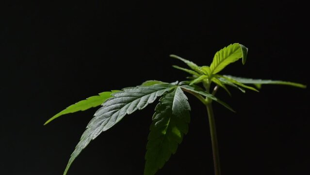 weed marjuana plant growing close up - little plant in a house balcony outdoor.