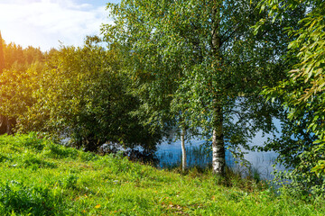 slender birch trees on the shore of a forest lake. the trees are brightly illuminated by the summer sun