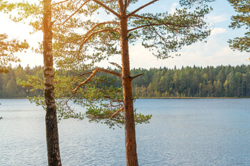 slender trunks of pine and birch trees against the background of the water surface of a forest lake and a blue sky with clouds