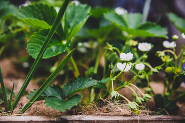 Strawberry plantation and cultivation, green background