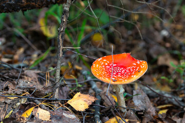 Red fly agaric (Amanita muscaria) in autumn forest. It is a mushroom of genus Fly Agaric of the  Agaricales. belongs to basidiomycetes. widespread cosmopolitan. Poisonous, has psychoactive properties
