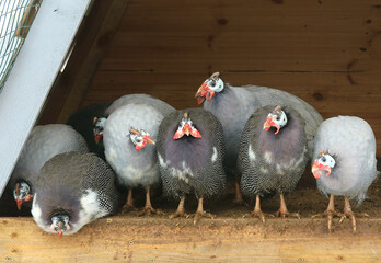 Guinea fowl in a wooden coop
