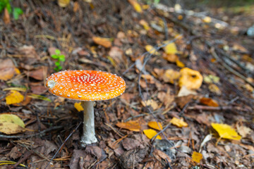 Red fly agaric (Amanita muscaria) in autumn forest. It is a mushroom of genus Fly Agaric of the  Agaricales. belongs to basidiomycetes. widespread cosmopolitan. Poisonous, has psychoactive properties
