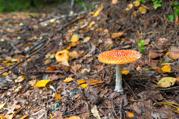 Red fly agaric (Amanita muscaria) in autumn forest. It is a mushroom of genus Fly Agaric of the  Agaricales. belongs to basidiomycetes. widespread cosmopolitan. Poisonous, has psychoactive properties