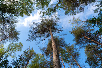 pine crowns against the blue autumn sky. bottom view