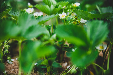 closeup strawberry field with white blossoms