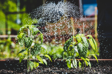 Sweet pepper plants and waterdrops, water with watering can