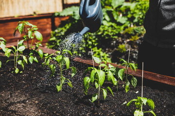 Sweet pepper plants get water with a watering can