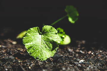 Young courgette seedling plant growing up