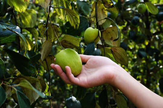 A closeup picture of a farmer's hand picking up ripe green jujube fruit from its branch at an orchard. Jujube tree harvesting at a rural garden.