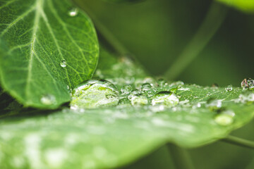 Dew drops on green leaves, waterdrops at the morning