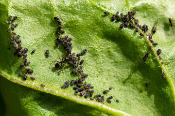 Aphids and ants on a green leaf, insects in the garden