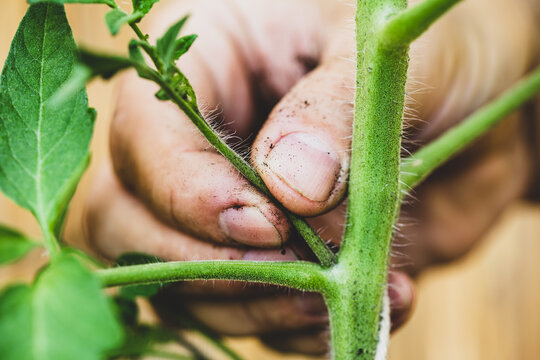 Man pinching out shoots from a tomato plant