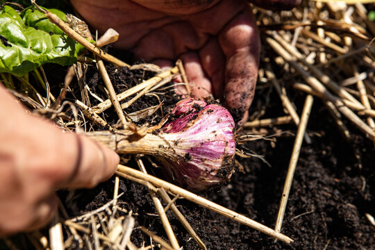 Man harvesting a garlic plant, garden and vegetables