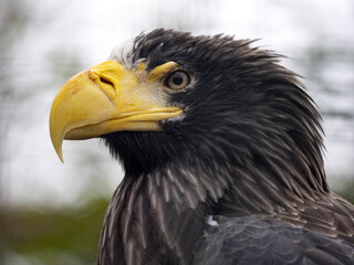 Steller's sea Eagle, Haliaeetus pelagicus. Portrait of one of the largest eagles.