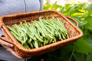 woman holding a basket full of fresh harvested bush beans