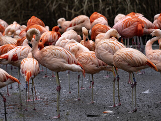 A large group of pink flamingos clean their feathers.