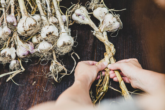 Woman braids fresh garlic plants