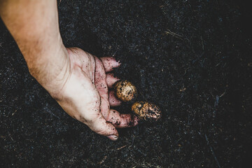 Man harvesting potatoes, gardening