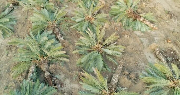 Aerial view of palm trees cut in a field, Dganya, Sea of Galilee, Israel.