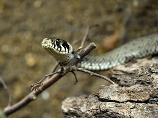 The grass snake, Natrix natrix, is a common snake in Europe