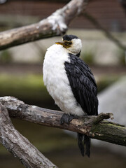 Little Pied Cormorant, Phalacrocorax Melanoleucus, is a small kind of cormor with black head and sharp ending of the beak.
