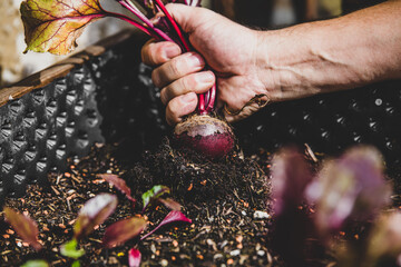 Man harvesting a beetroot or beet